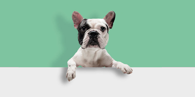 Perro del anuncio WeCAN Live seguro médico para mascotas