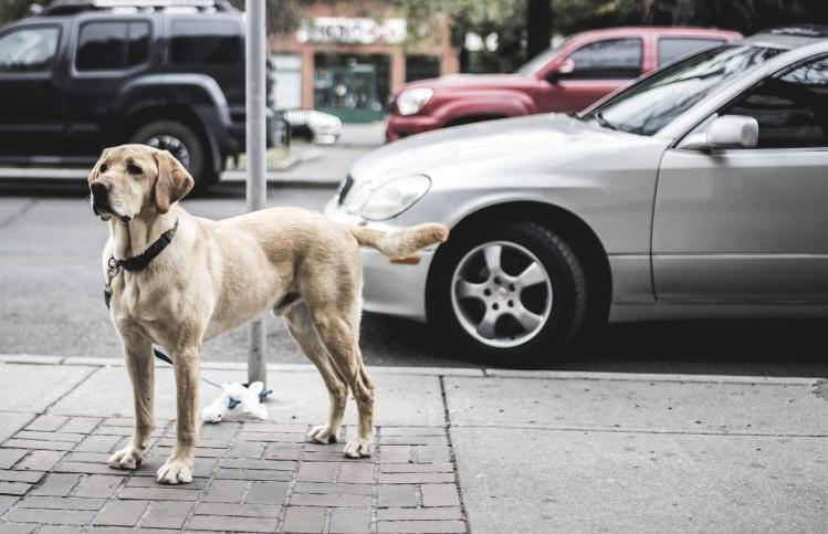 se puede dejar un perro atado en la calle