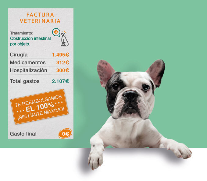 Seguro médico para mascotas, es para ti si...