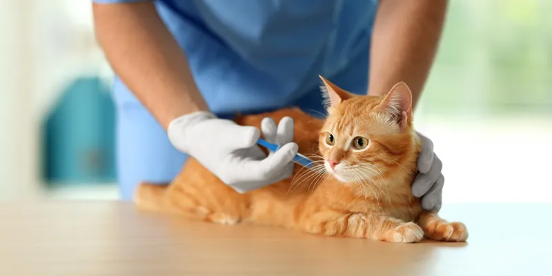 Vacuna trivalente en gatos
