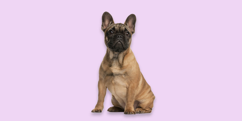 Seguro bulldog francés WeCAN RC