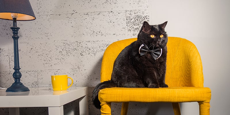 Gato sentado, cuadro veterinario Caser