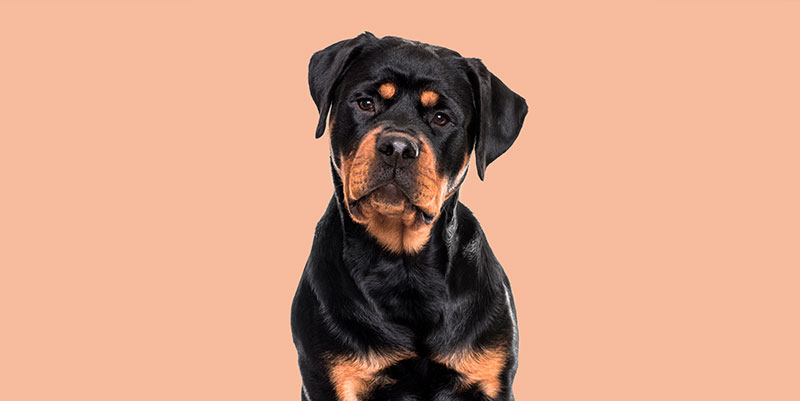 Responsabilidad civil perros