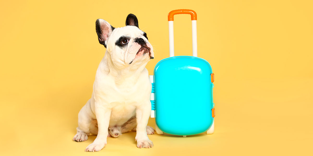 Seguro de viaje para mascotas perro y maleta