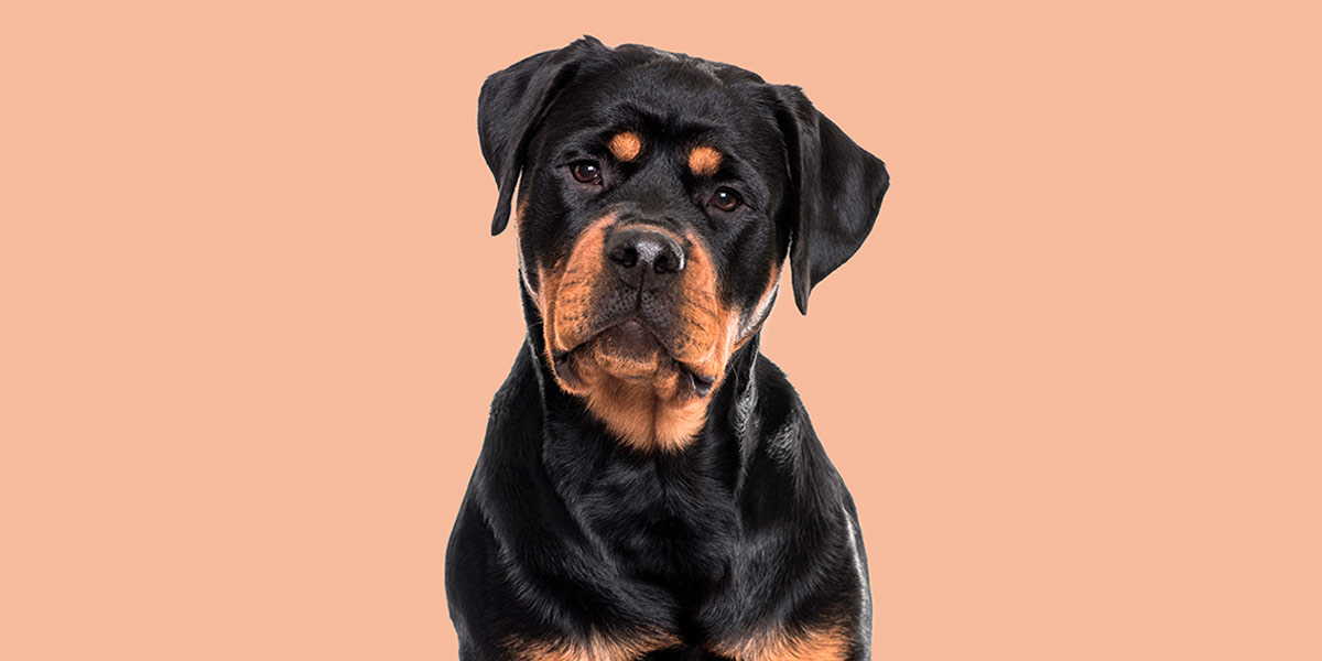 ¿En qué casos es obligatorio contratar un seguro para perros?
