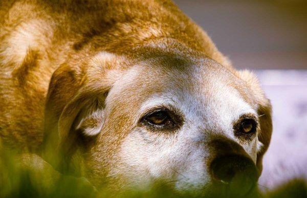 Mi perro ya es mayor y está enfermo, ¿puedo contratar un seguro para él?