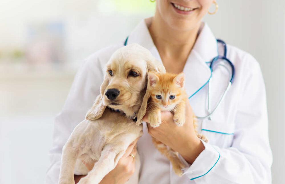 Veteriaria con perro y gato, cudro métido veterinario Caser