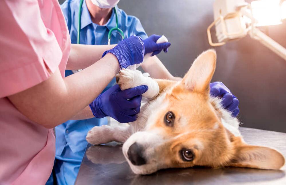 ¿Cubre el seguro operaciones de fracturas o roturas en perros y gatos?