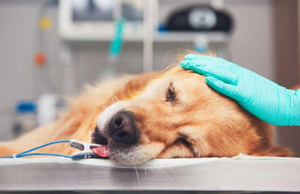¿Cubre el seguro el tratamiento de cáncer en perros y gatos?