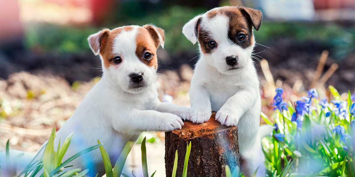 Desparasitar cachorros: cuándo y cómo hacerlo