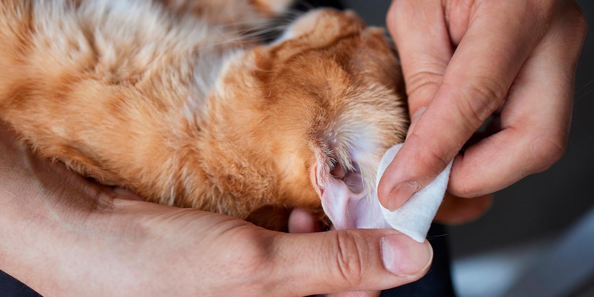 Cómo limpiar las orejas a un gato