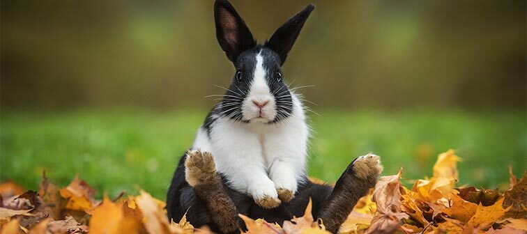Plan de salud para conejos
