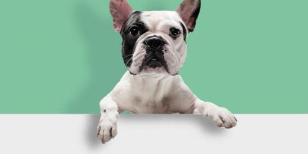 Caser lanza el único seguro para mascotas que paga facturas del veterinario sin límite máximo
