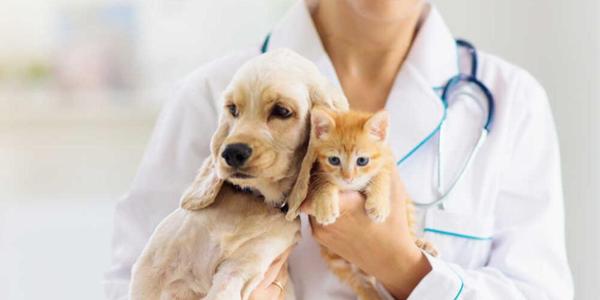 Seguro médico veterinario para perros y gatos: ¿Qué enfermedades cubre?