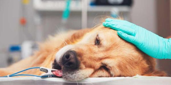 ¿Cubre el seguro el tratamiento de cáncer en perros y gatos?
